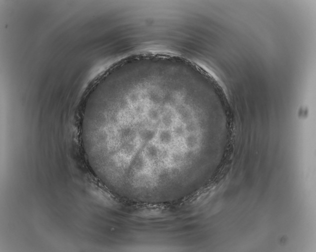 X0000096180823200802011340