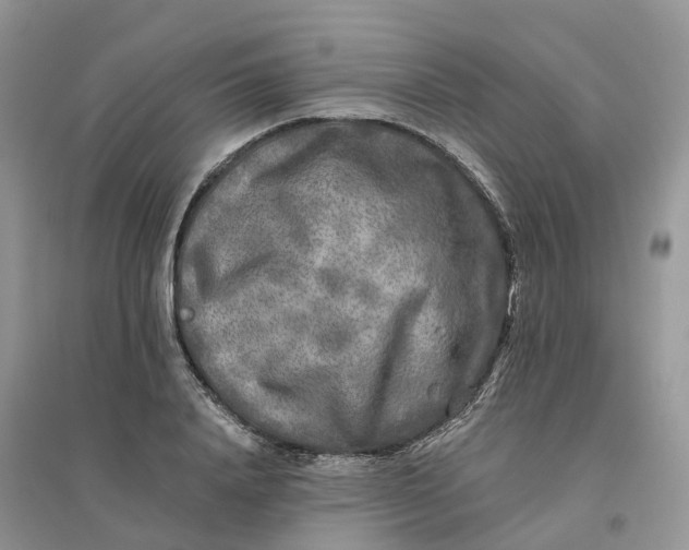 X0000096180840200802011340