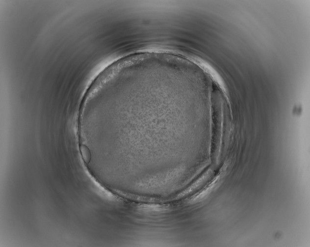 X0000096180855200802011340