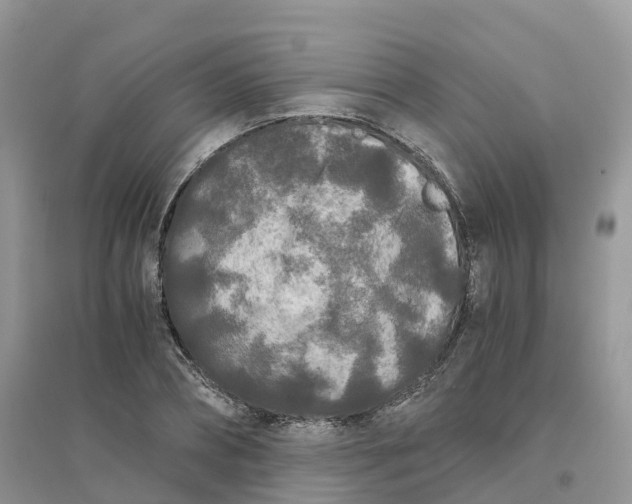 X0000096180882200802011339