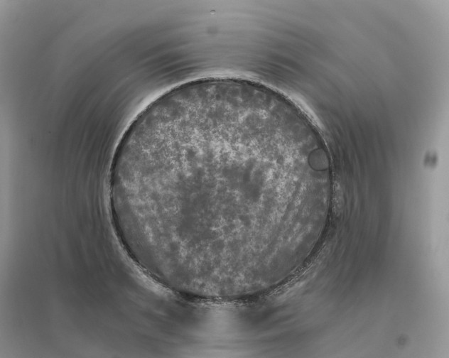 X0000096180895200802011339
