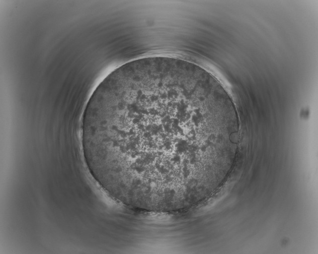 X0000096180907200802011339
