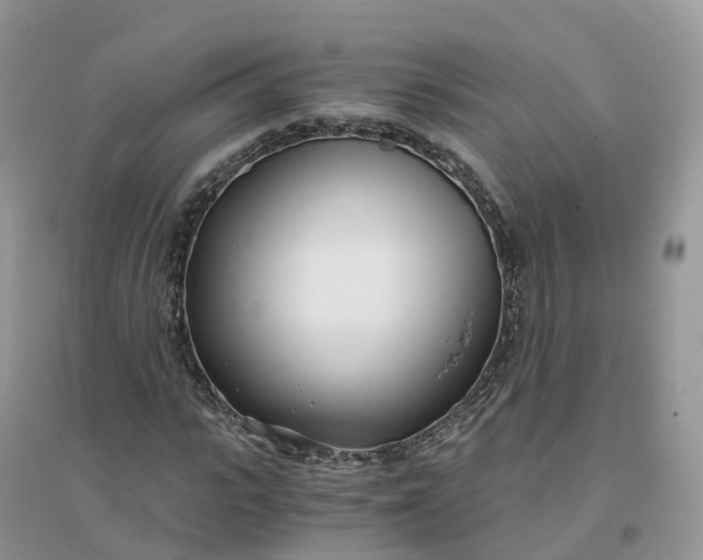 X0000096180919200802011338