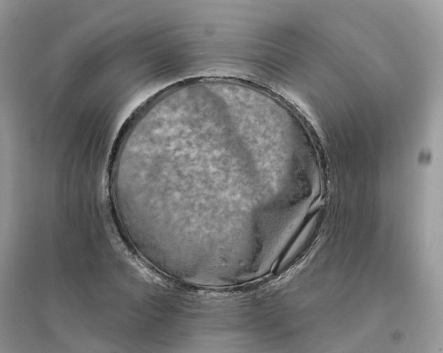 X0000096180928200802011338