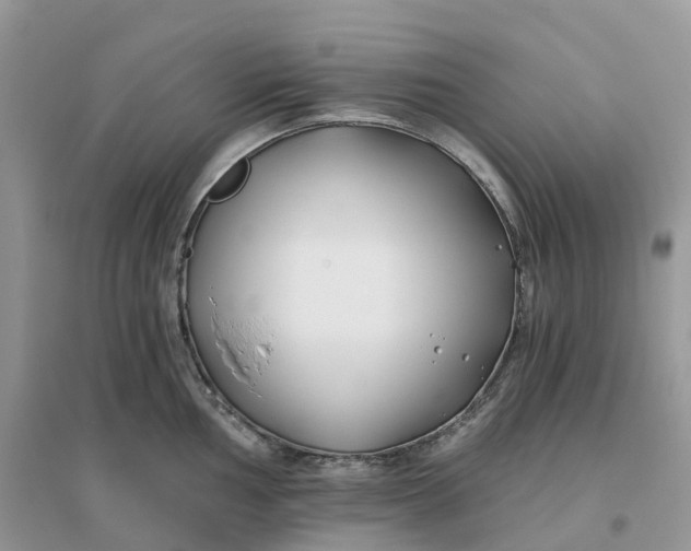 X0000096181002200802011338
