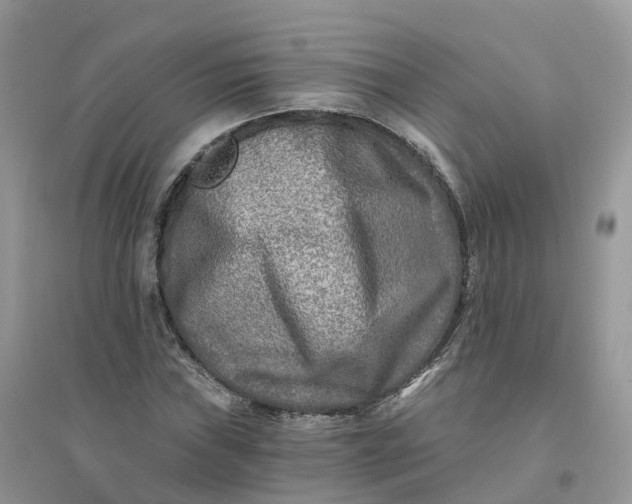 X0000096181019200802011337