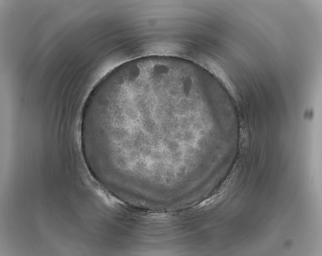X0000096181035200802011337