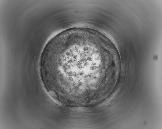 X0000096181045200802011337