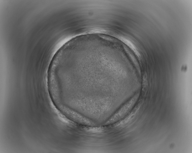 X0000096181047200802011337