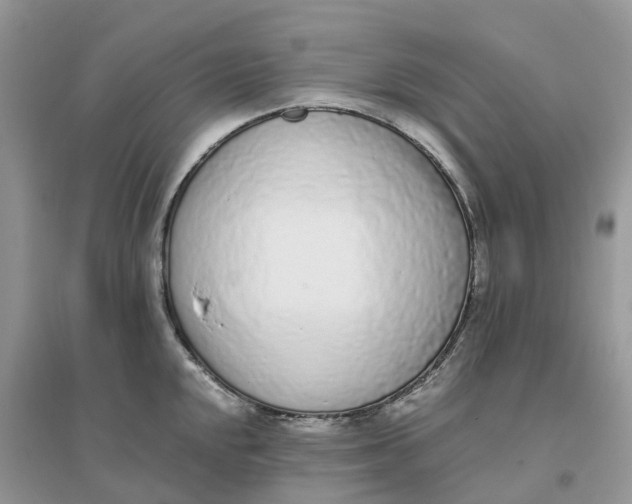 X0000096181048200802011337