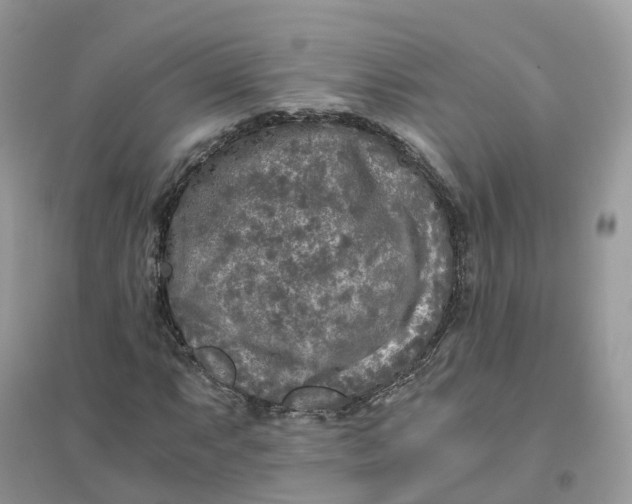 X0000096181063200802011337