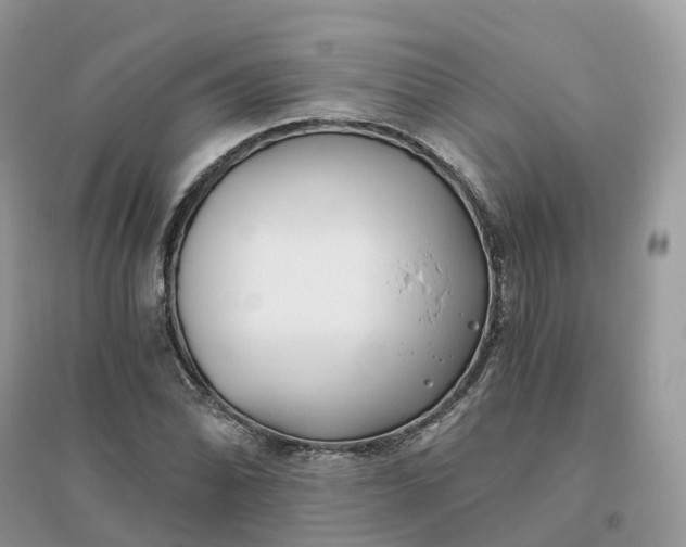 X0000096181070200802011336
