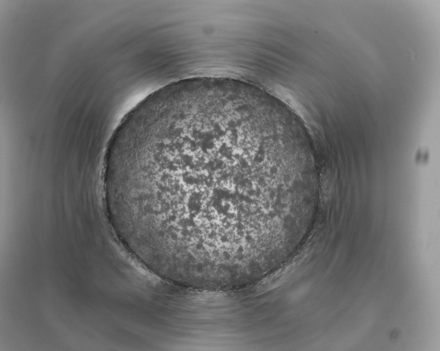 X0000096181071200802011336