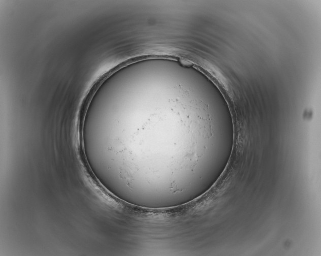 X0000096181080200802011336