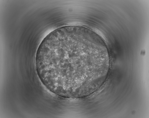 X0000096181087200802011336