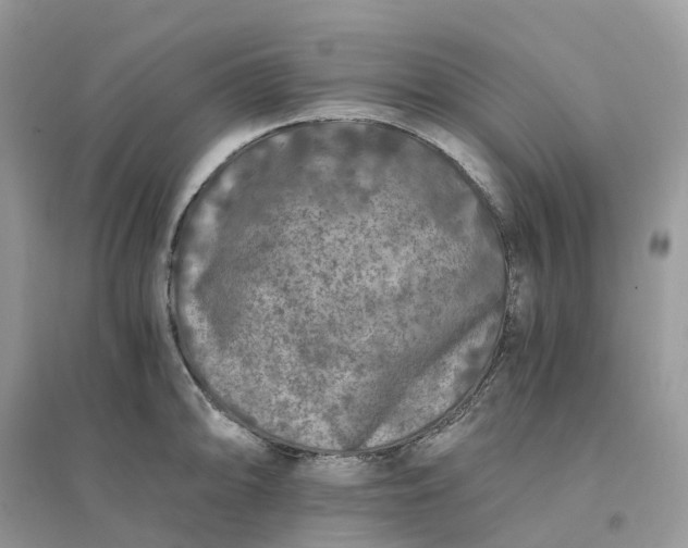 X0000096181094200802011336