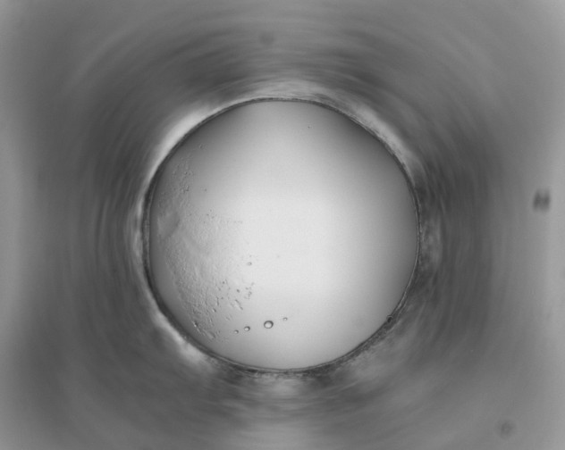 X0000096181103200802011336