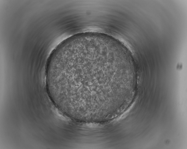 X0000096181117200802011335