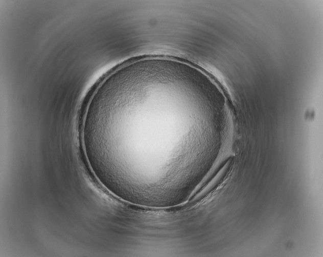 X0000096181120200802011335