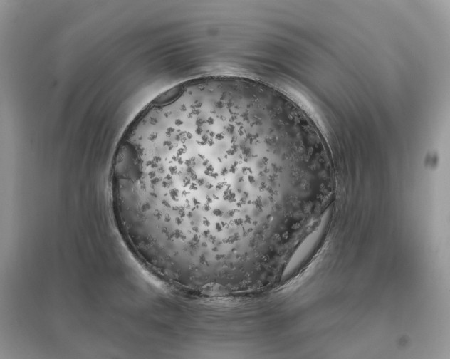 X0000096181141200802011336