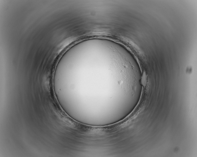 X0000096181162200802011335