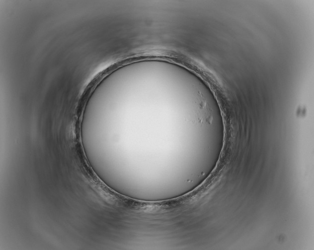 X0000096181166200802011335