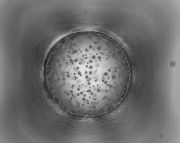 X0000096181174200802011335