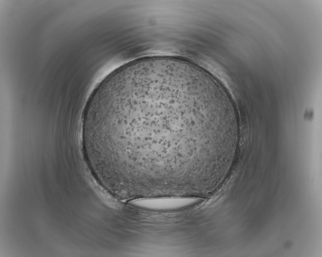 X0000096181179200802011335