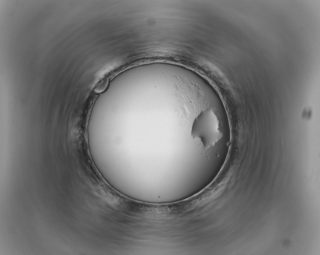 X0000096181210200802011334