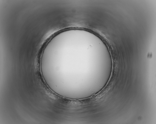 X0000096181215200802011334