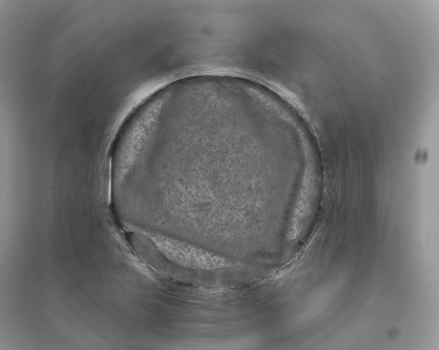X0000096181223200802011334