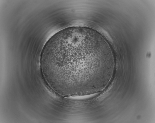 X0000096181226200802011334