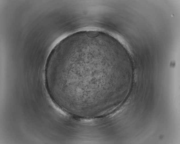 X0000096181229200802011334