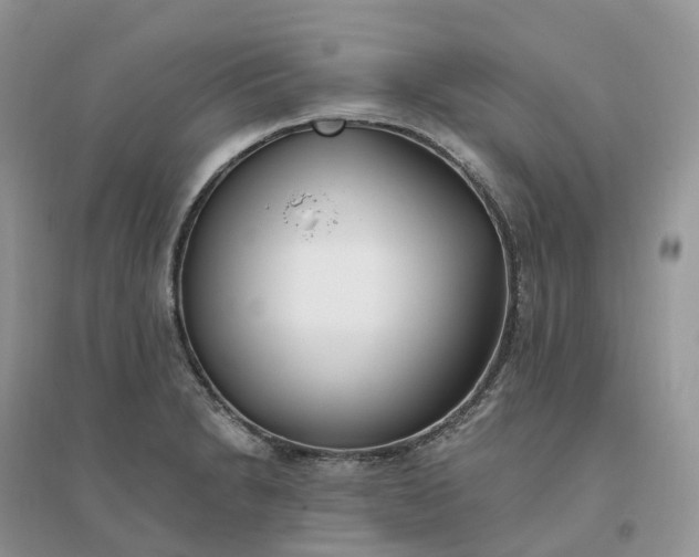 X0000096181230200802011334