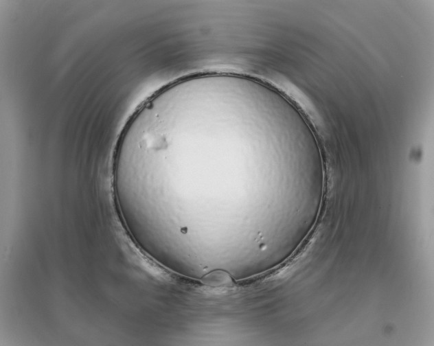 X0000096181240200802011334