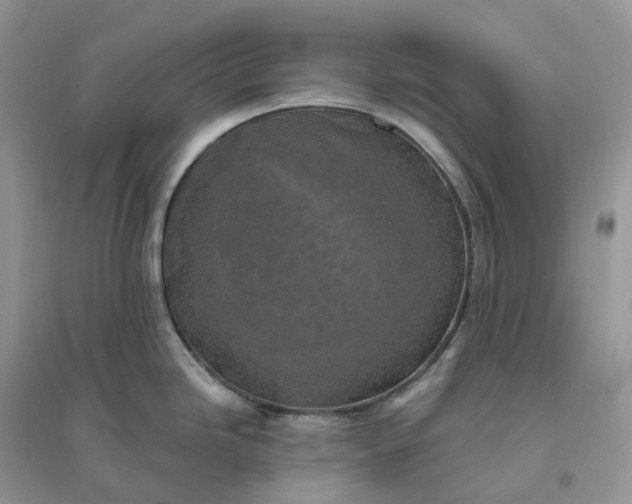 X0000096181246200802011334