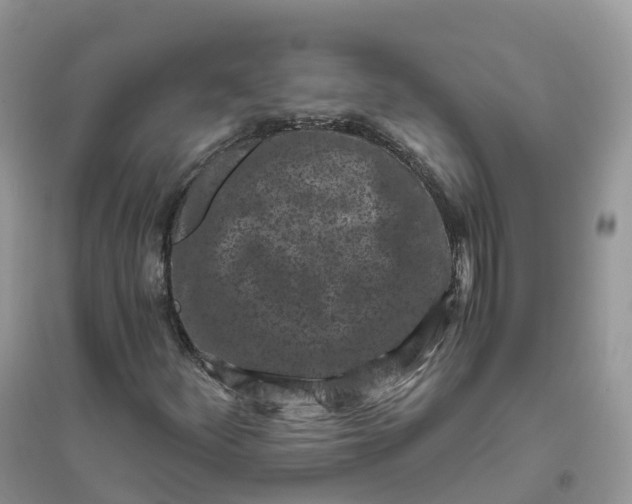 X0000096181252200802011334