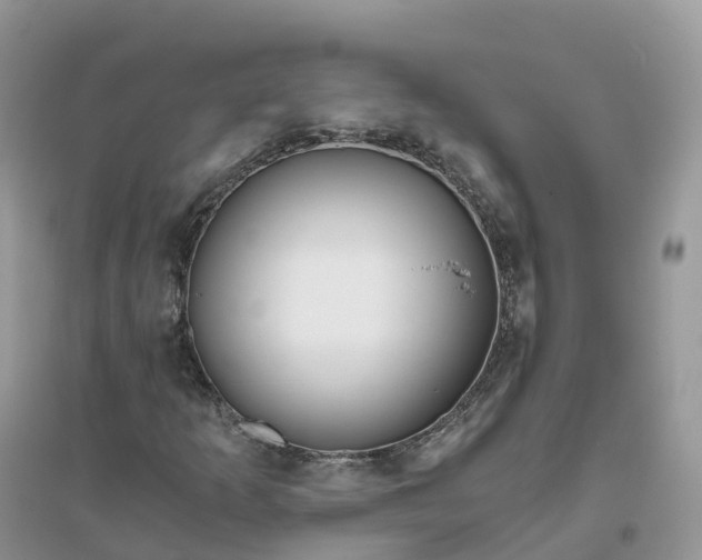 X0000096181253200802011334
