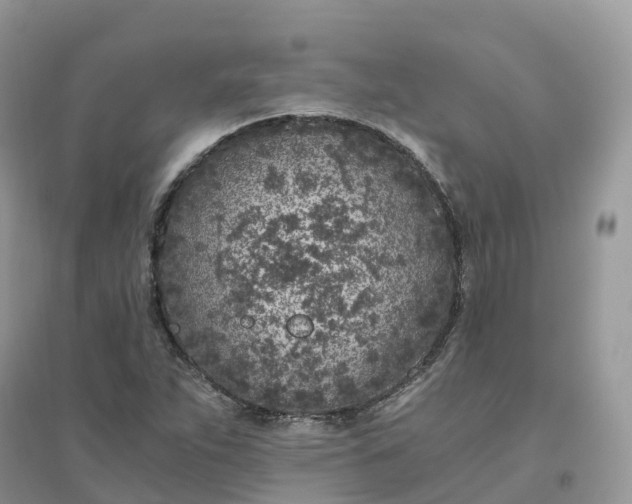 X0000096181263200802011334