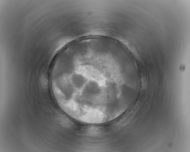 X0000096181266200802011334