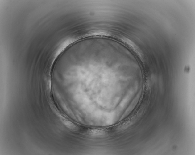 X0000096181274200802011333