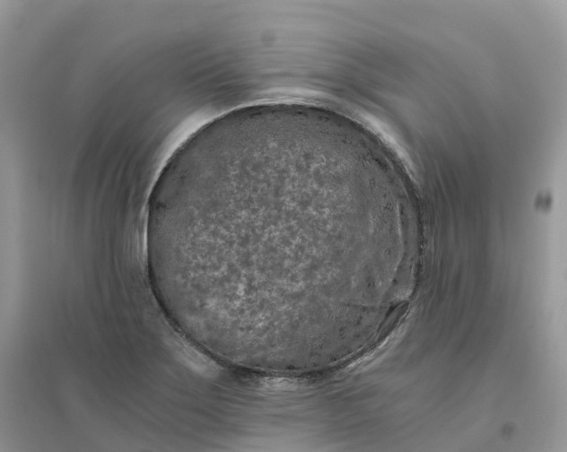 X0000096181275200802011333