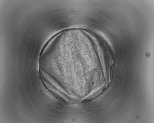 X0000096181276200802011333
