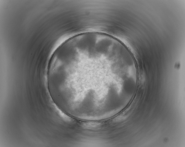 X0000096181294200802011333