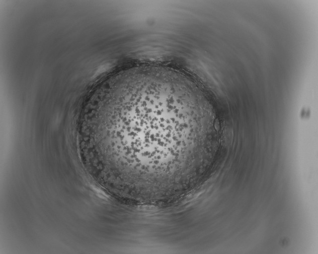X0000096181297200802011332