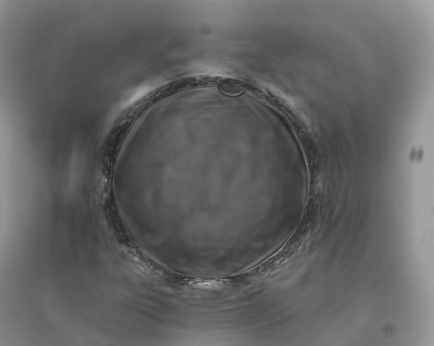 X0000096181303200802011333