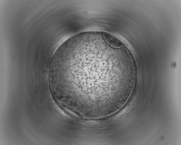 X0000096181337200802011333