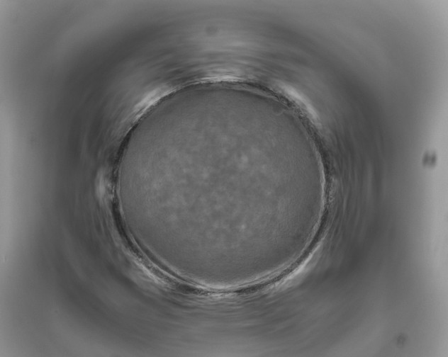 X0000096181353200802011332