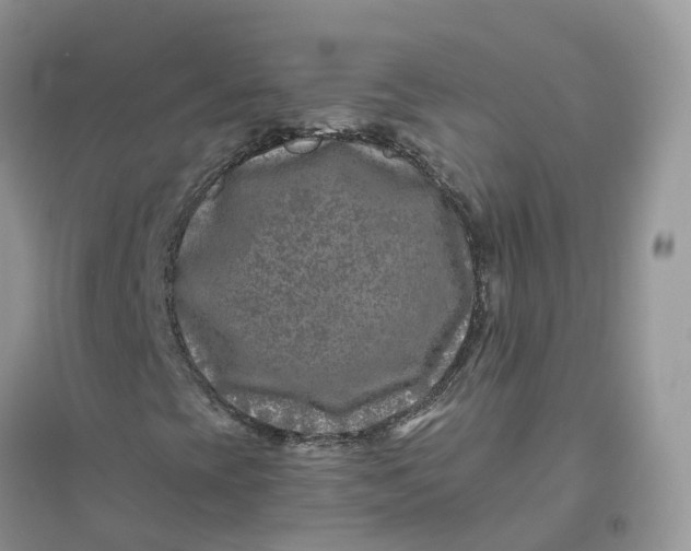 X0000096181393200802011331