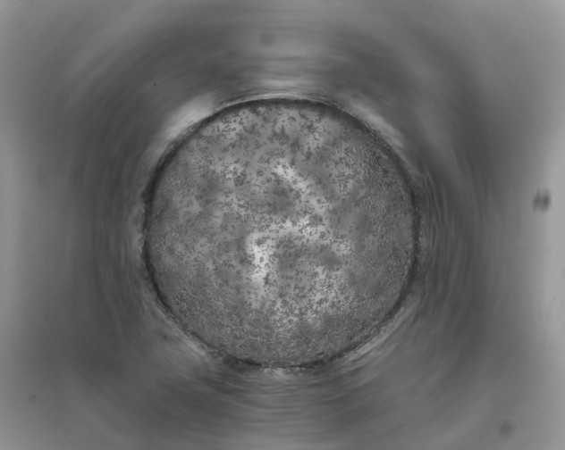 X0000096181411200802011331